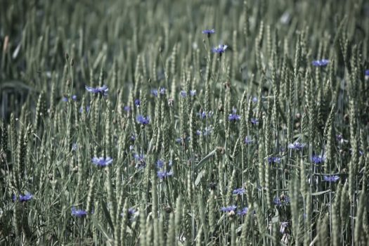 Szum chabrów | Miniatura