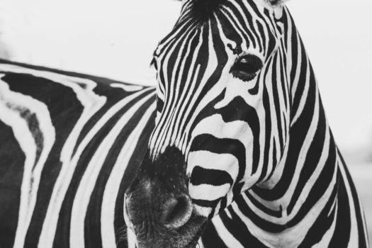 Czarny piątek – biały piątek