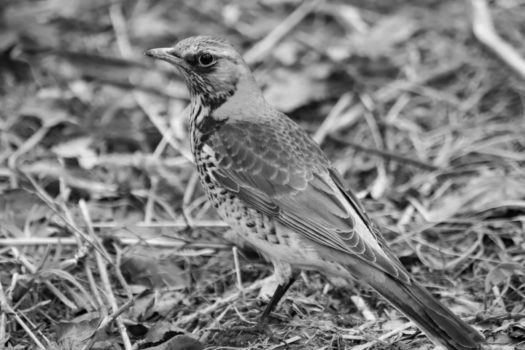 Śpiew drozda | Opowiadanie – cz. 1