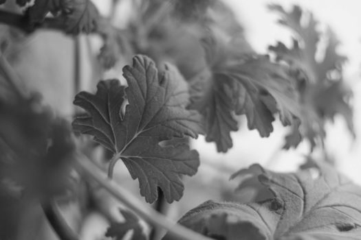 Babci Irenie | Wiersz