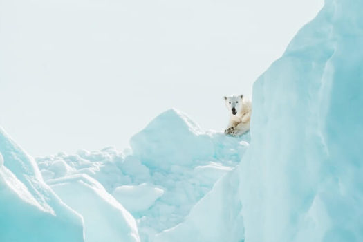 Niedźwiedzie polarne | Wiersz