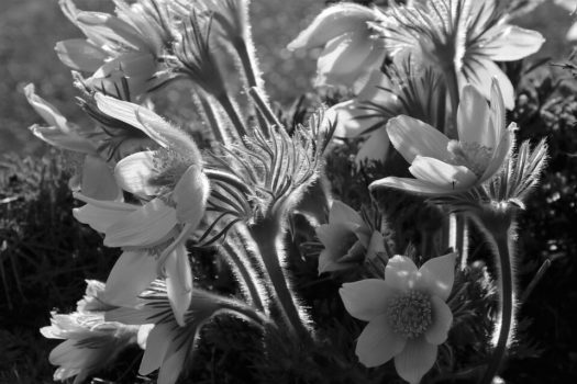 Cud poranka | Wiersz